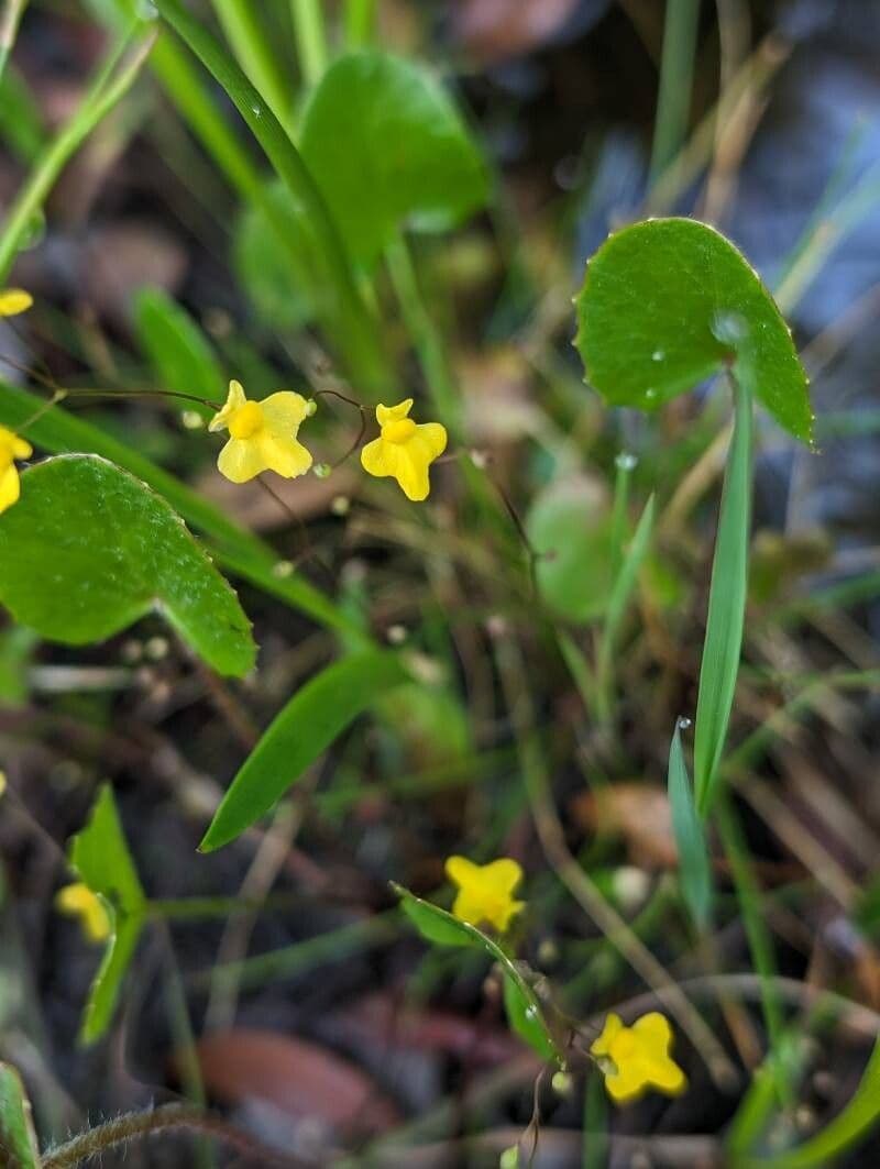 Utricularia subulata