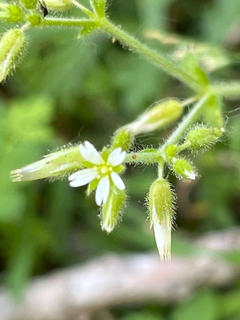 Cerastium glomeratum