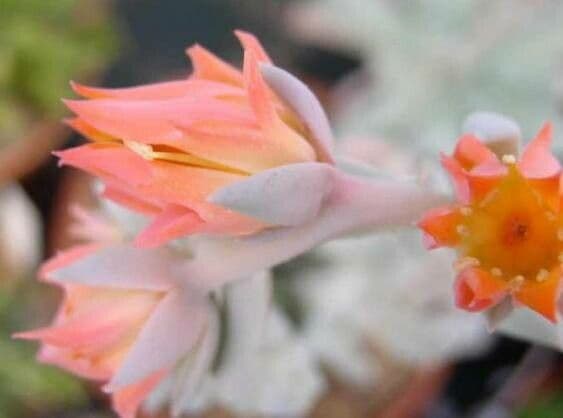 Echeveria runyonii