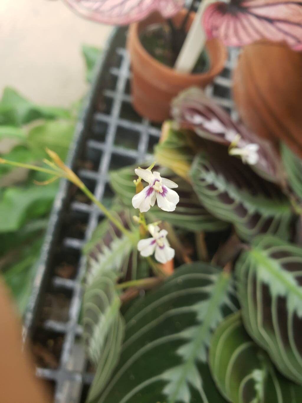 Maranta leuconeura