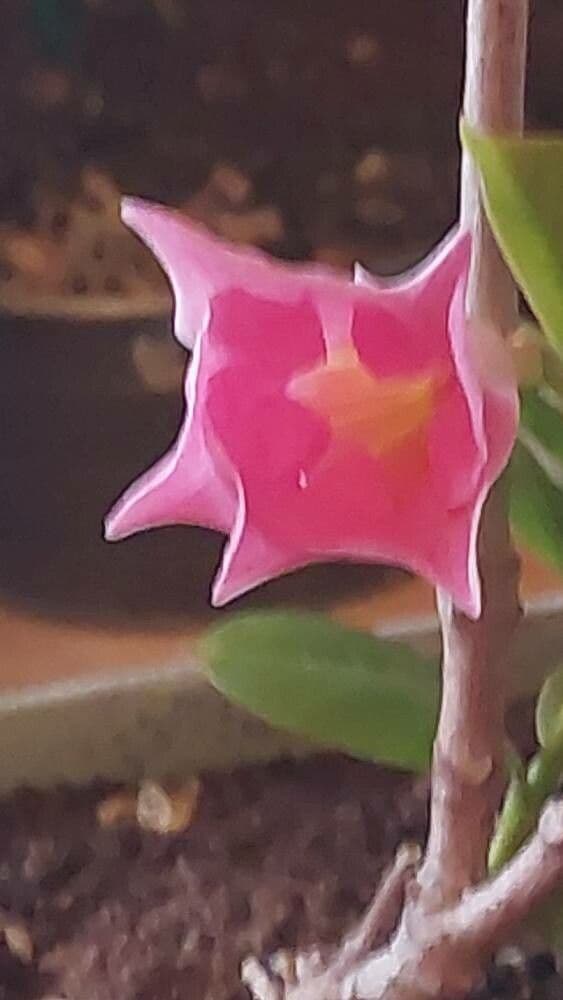 Mandevilla sanderi