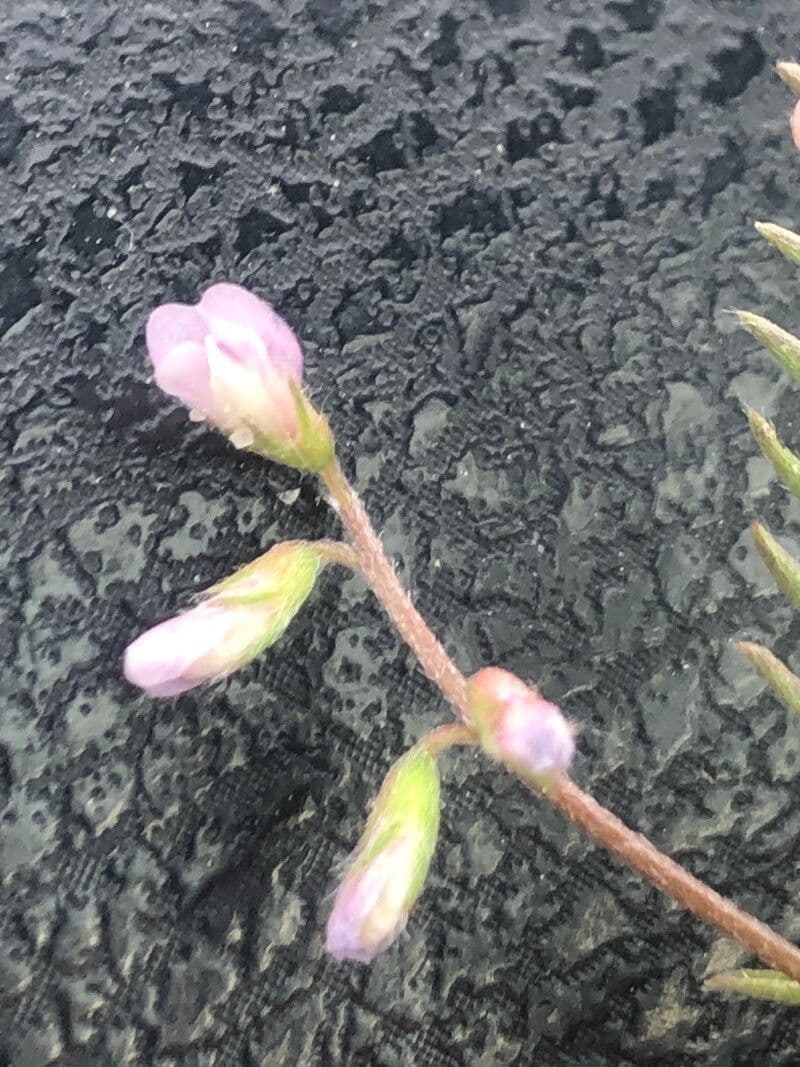 Vicia disperma