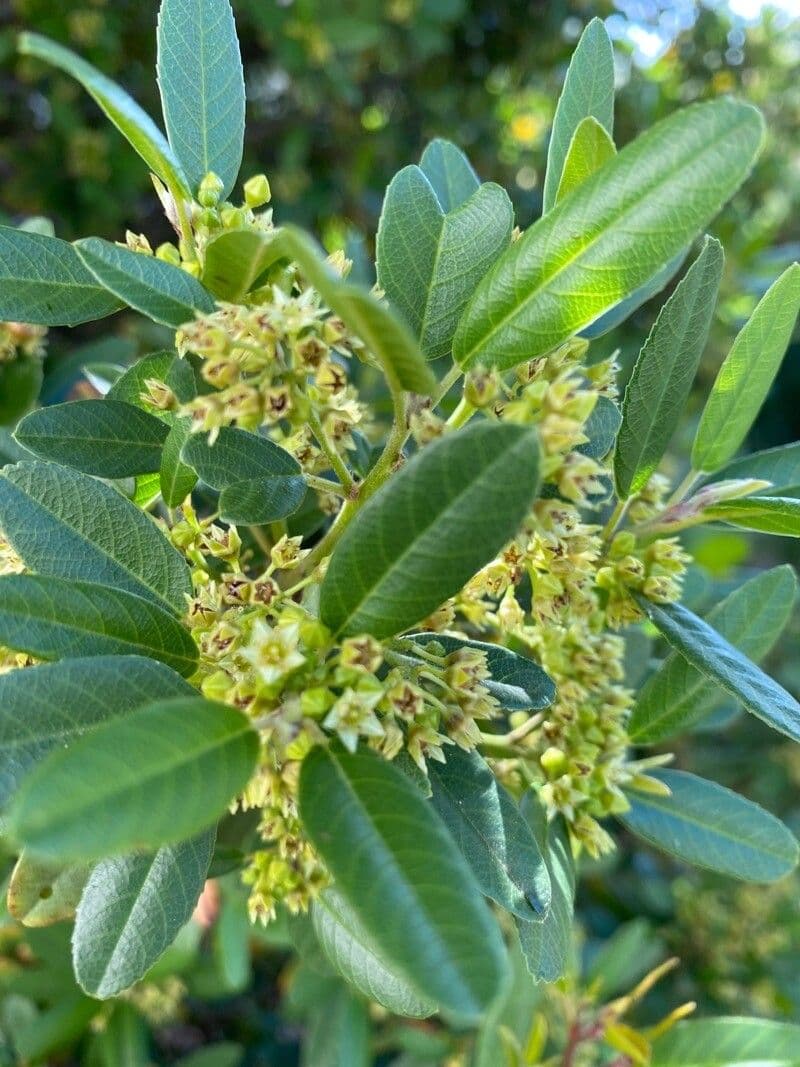 Frangula californica