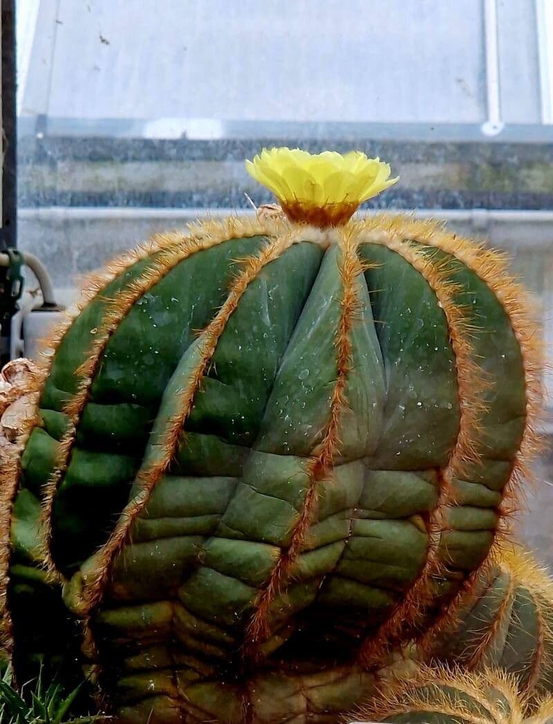 Parodia magnifica