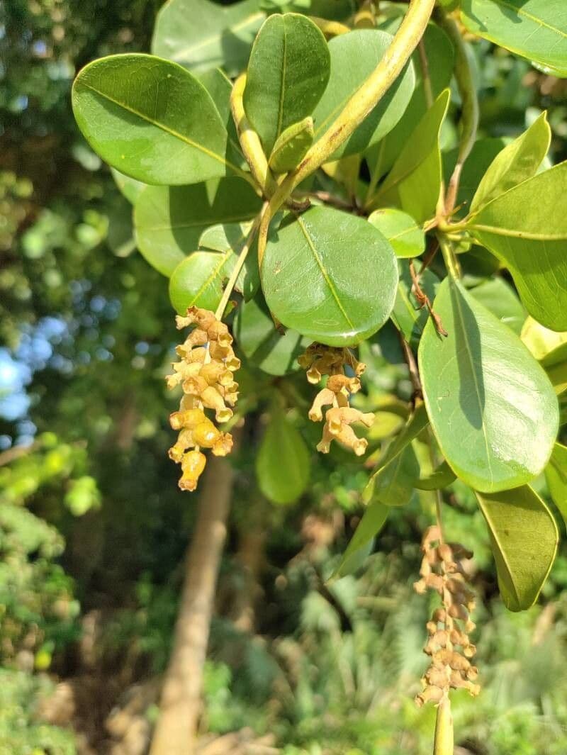 Terminalia buceras