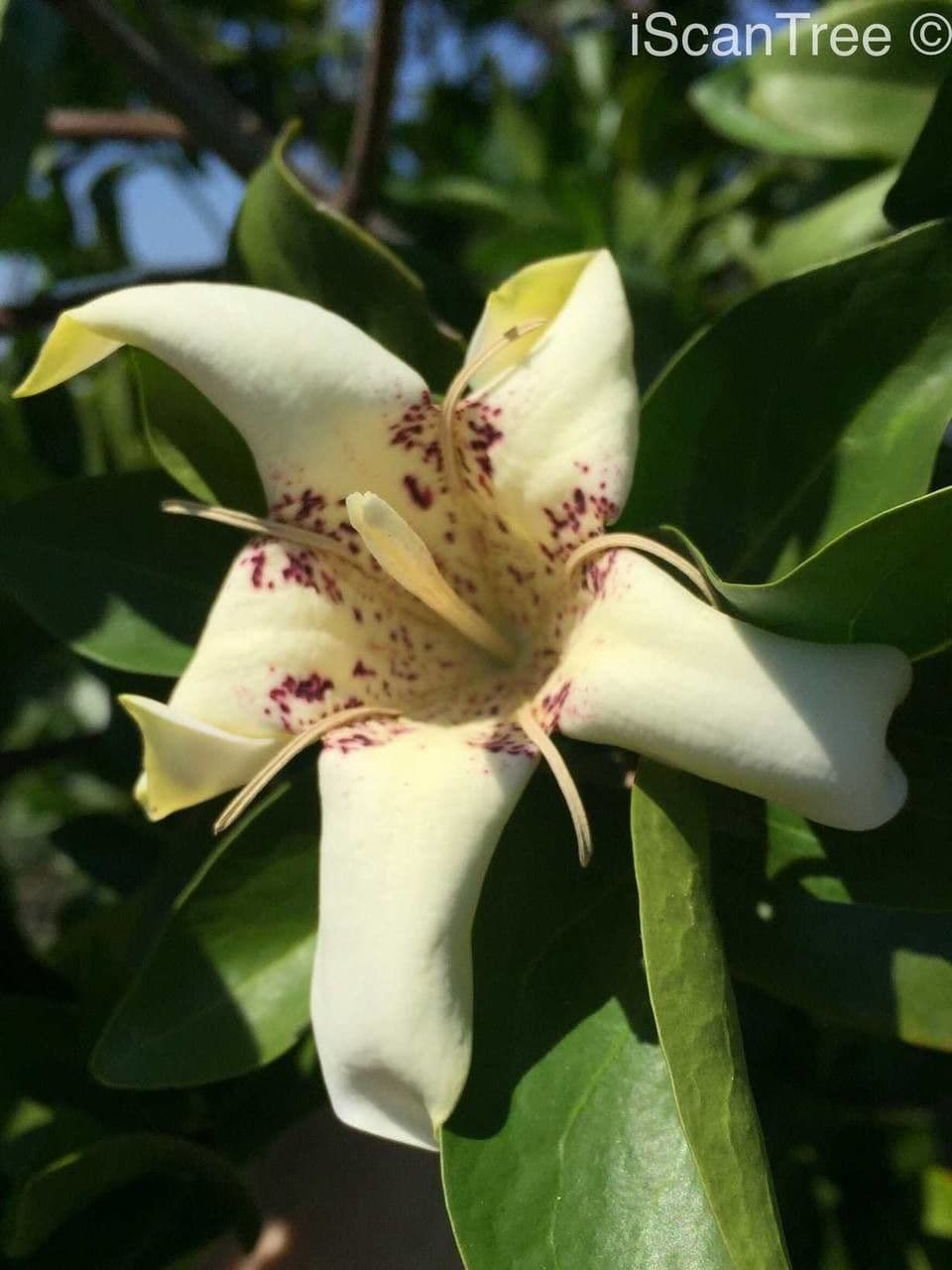 Rothmannia capensis