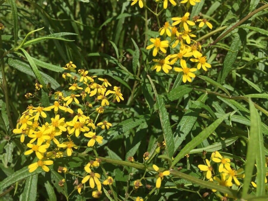 Senecio hercynicus