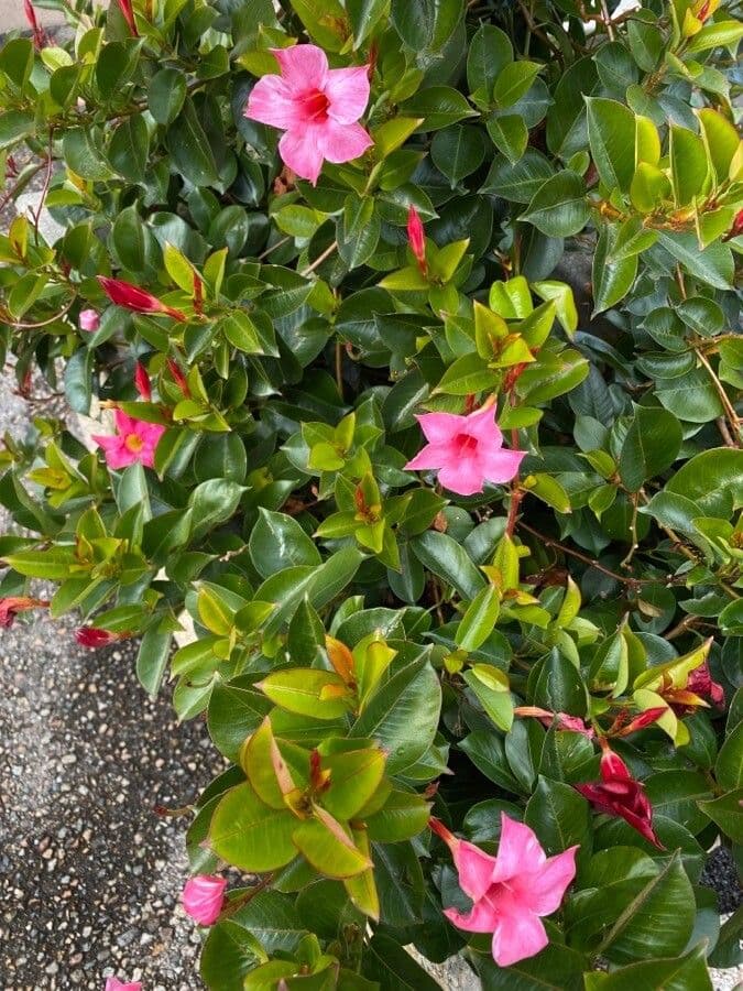 Mandevilla laxa