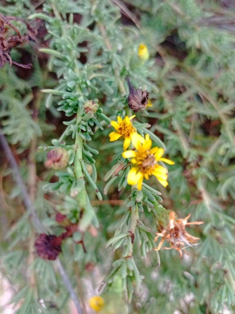 Limbarda crithmoides