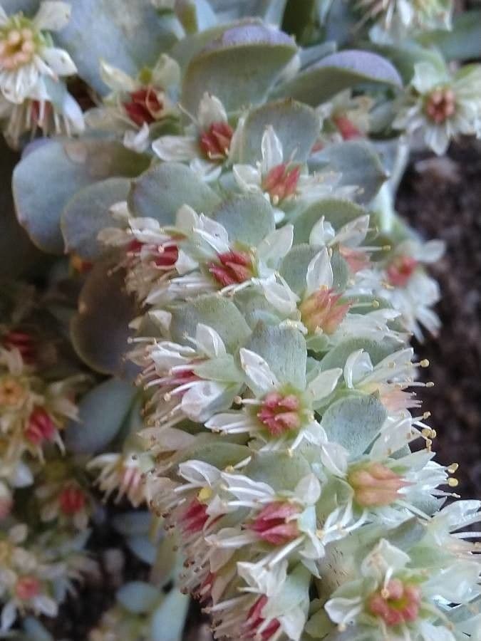 Orostachys malacophylla