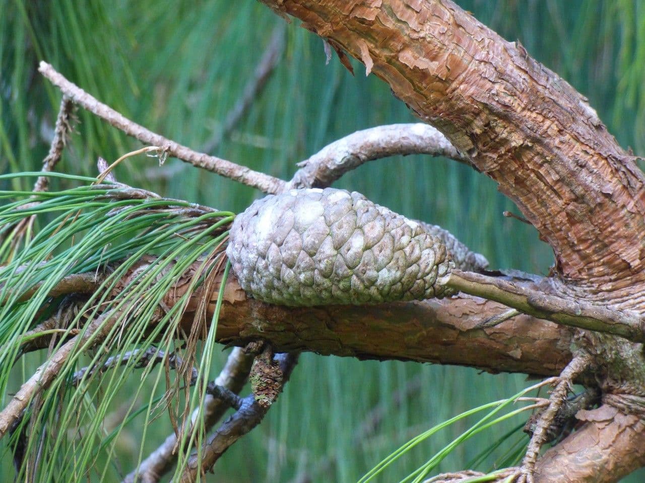 Pinus patula