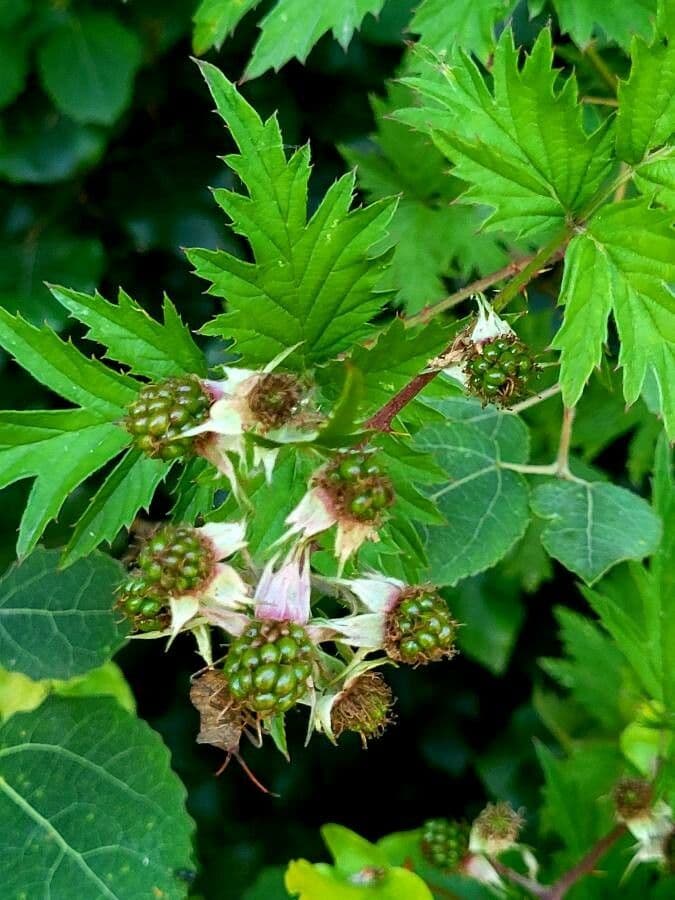 Rubus laciniatus