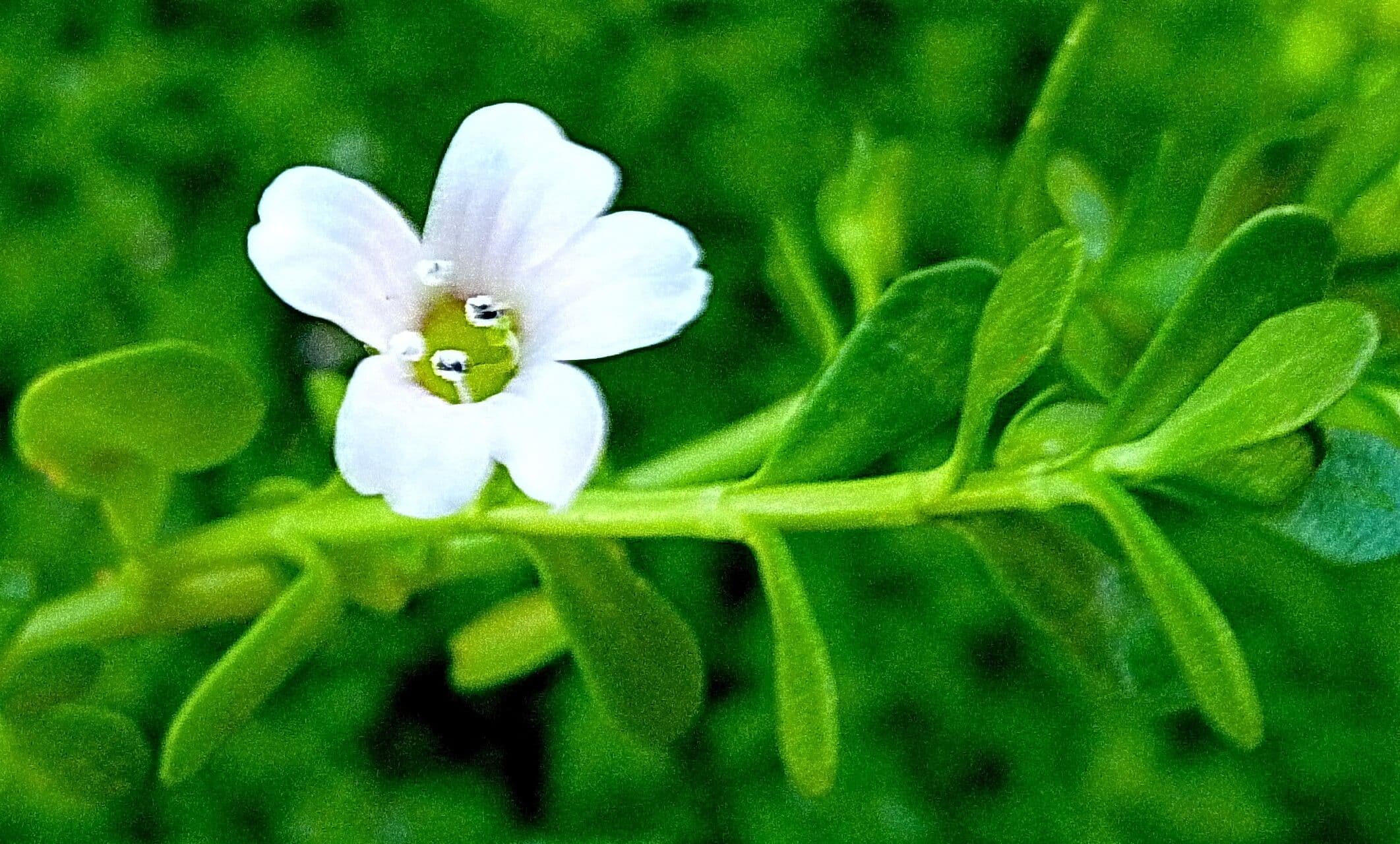 Bacopa monnieri