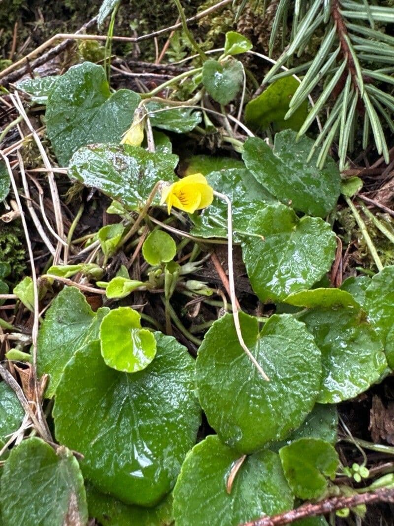 Viola sempervirens