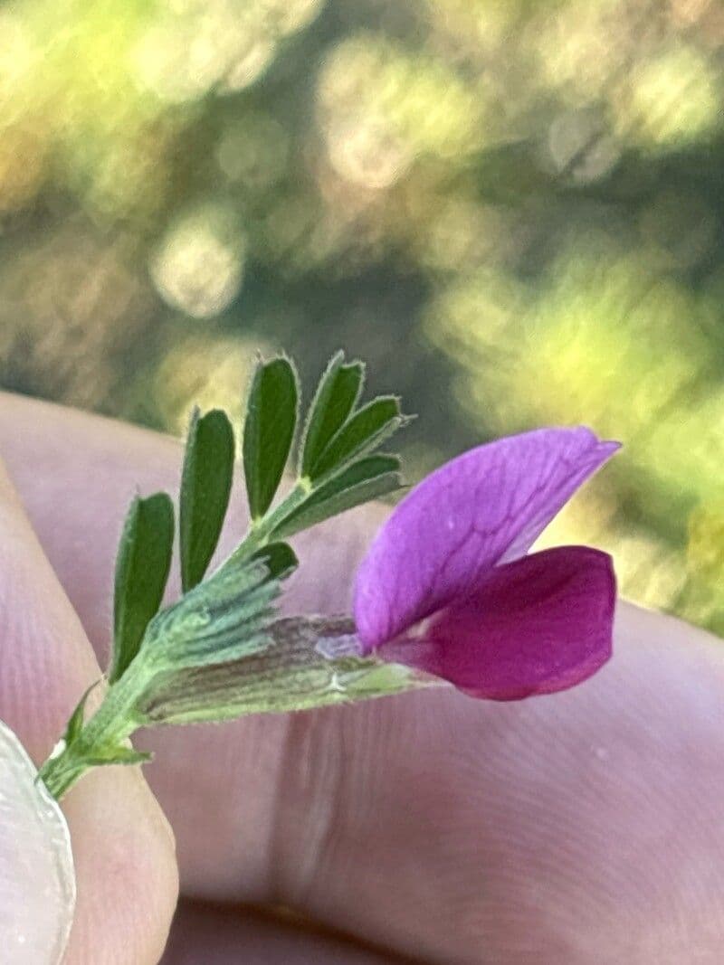 Vicia peregrina