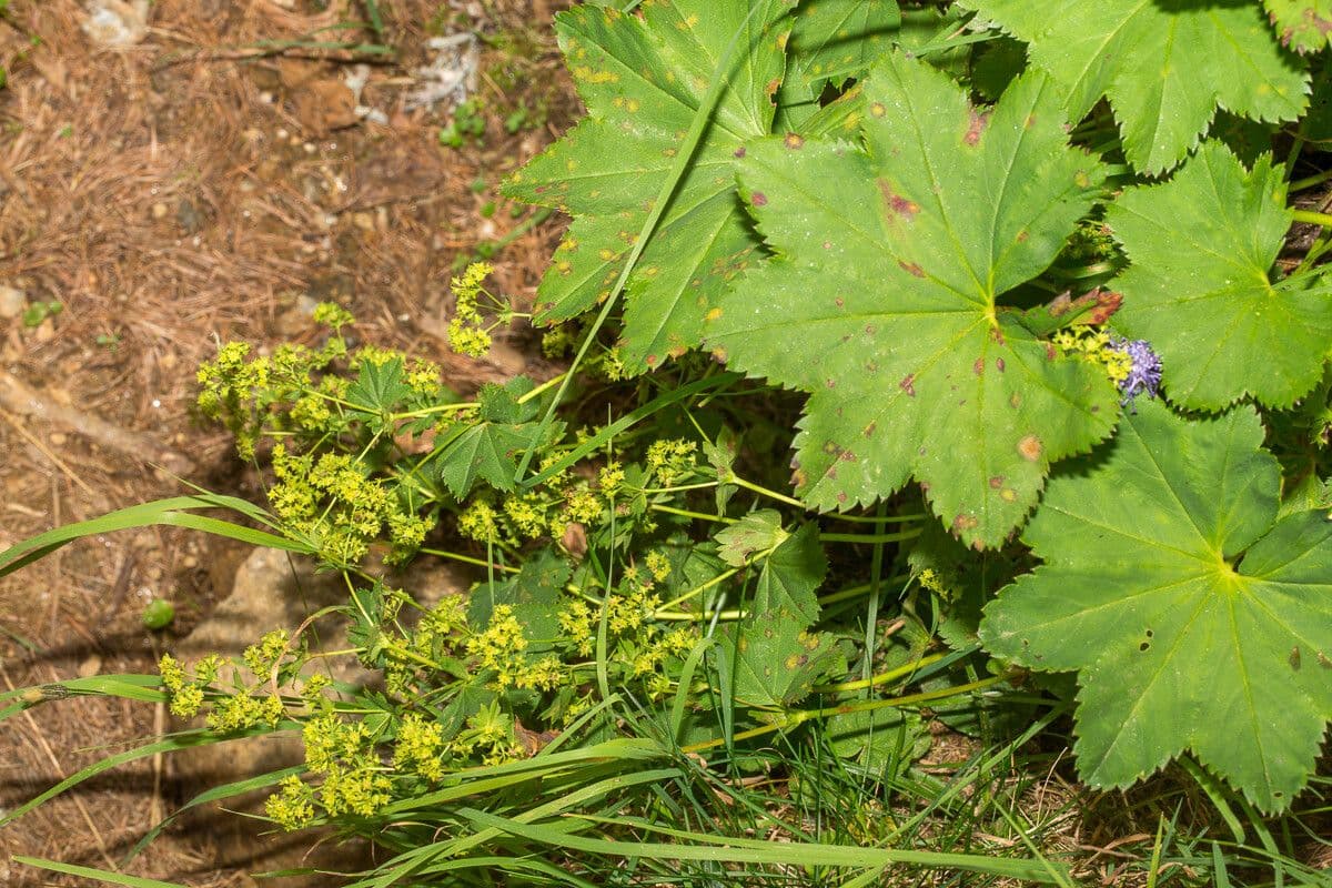 Alchemilla glabra