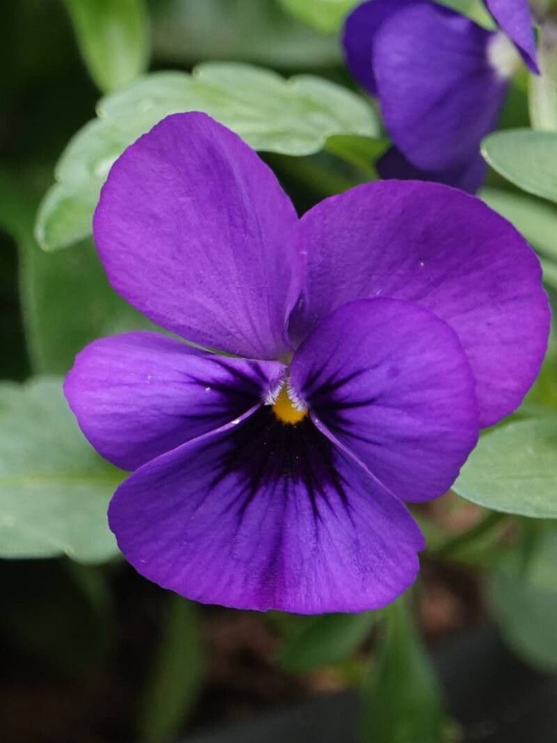 Viola cornuta