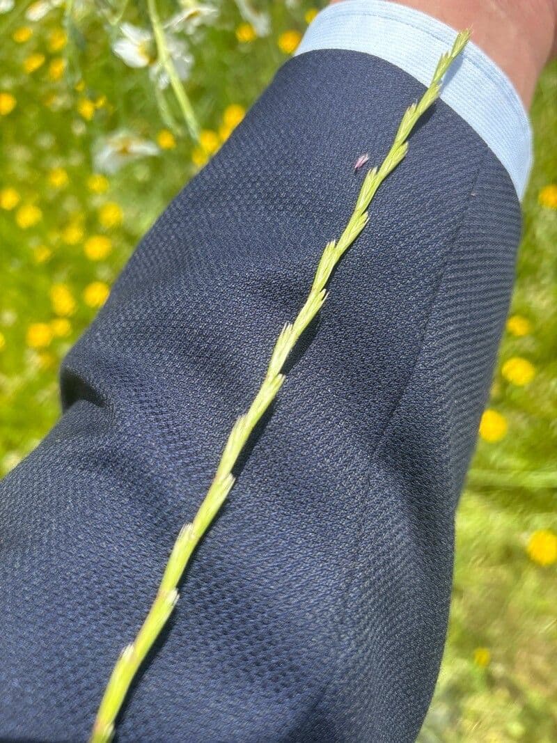 Lolium rigidum