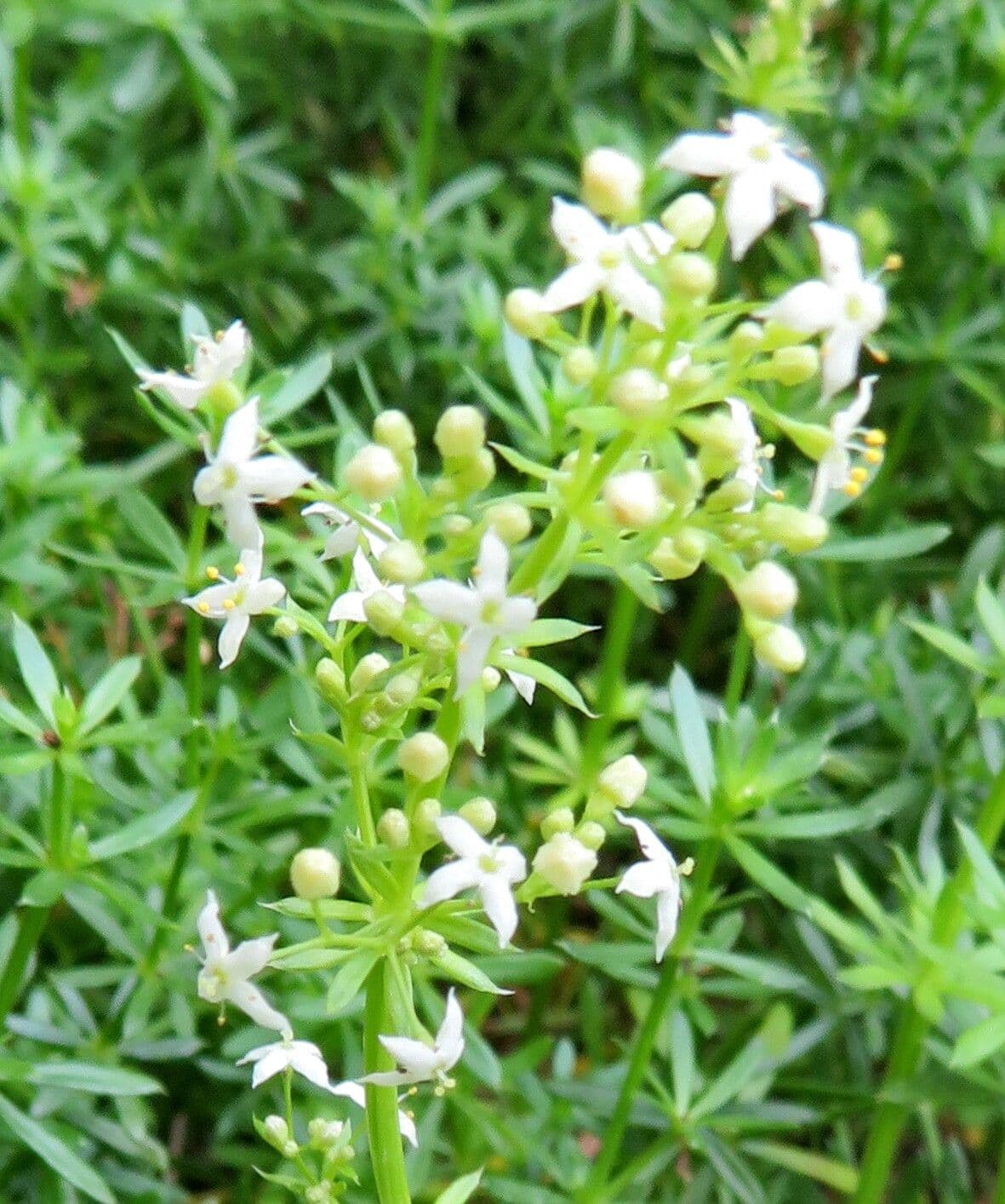 Galium lucidum