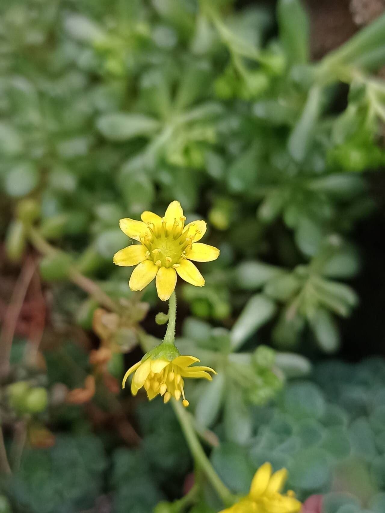 Aeonium sedifolium