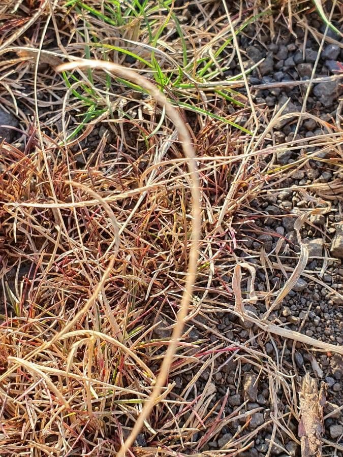 Microchloa kunthii