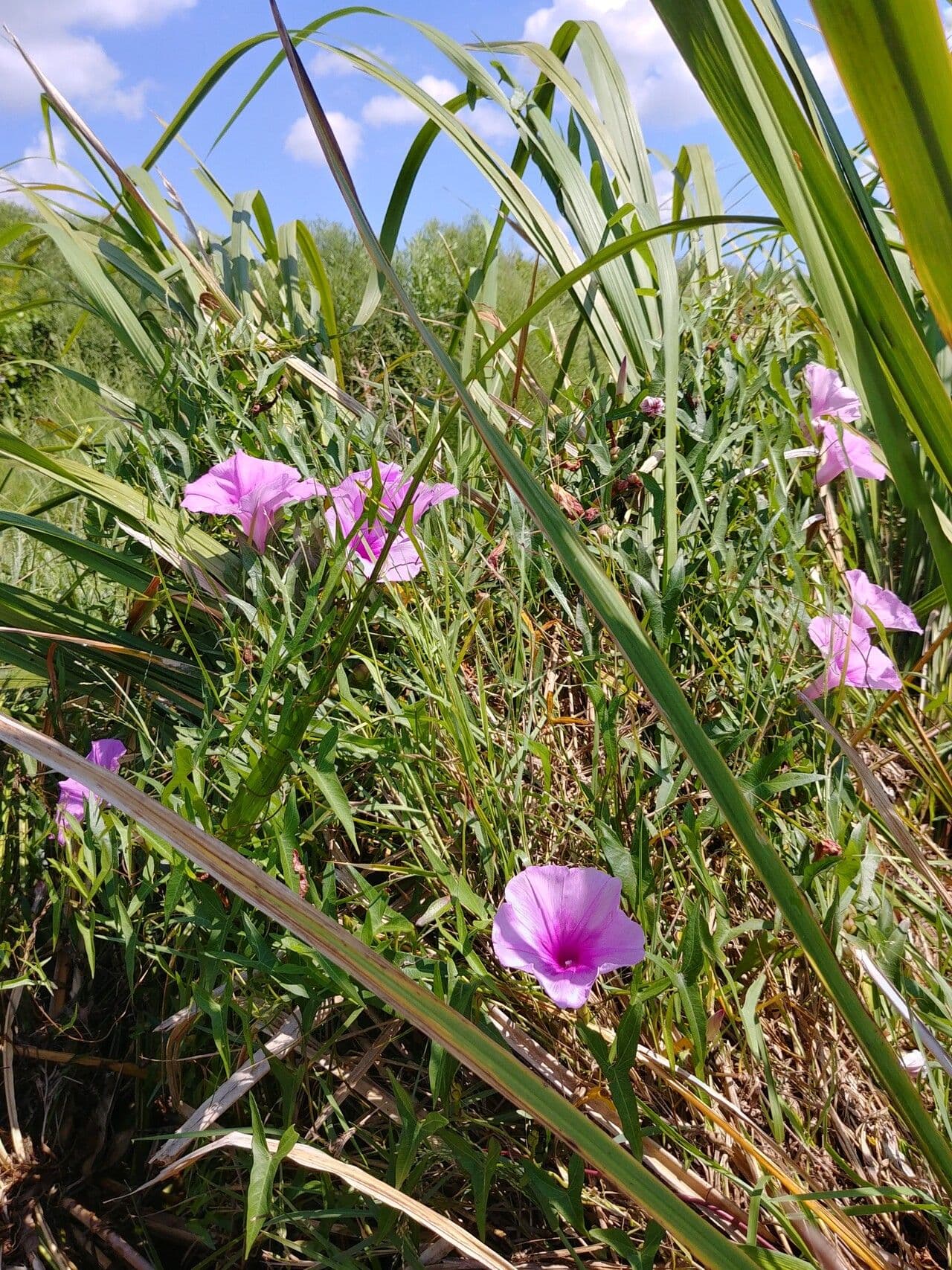 Ipomoea sagittata