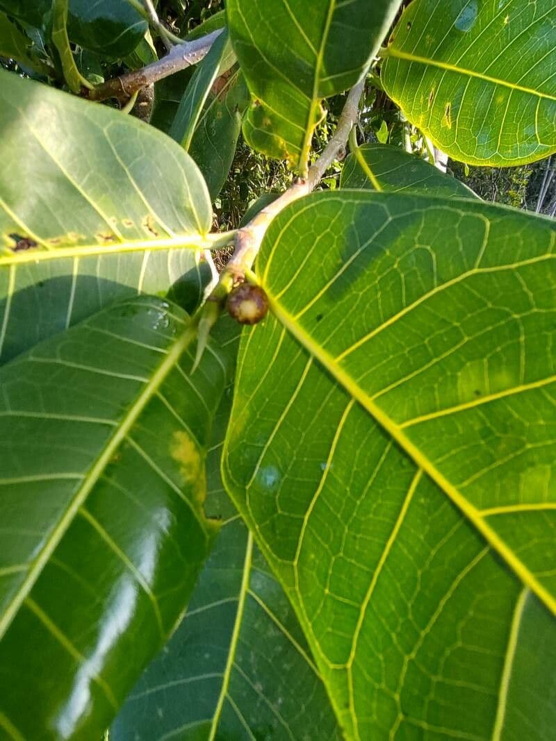 Ficus aurea