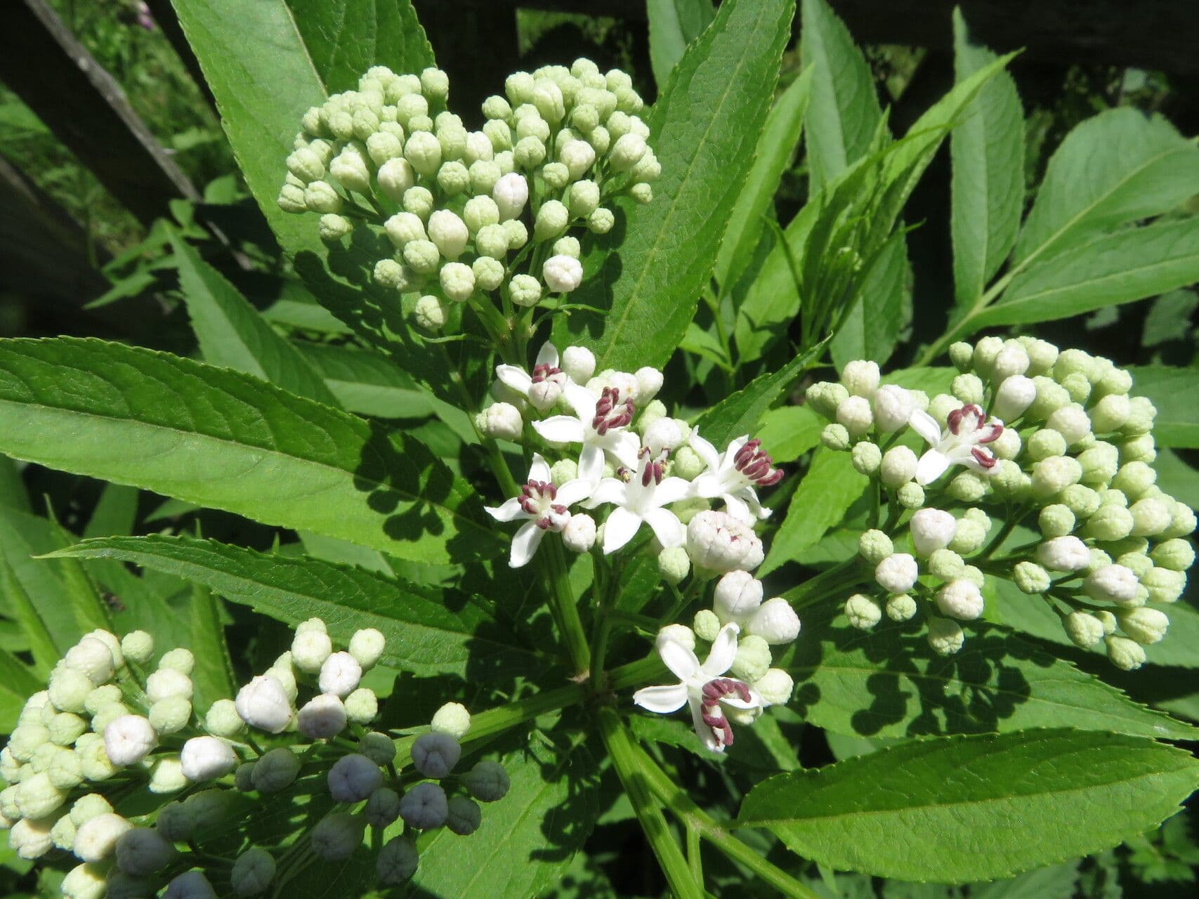 Sambucus ebulus