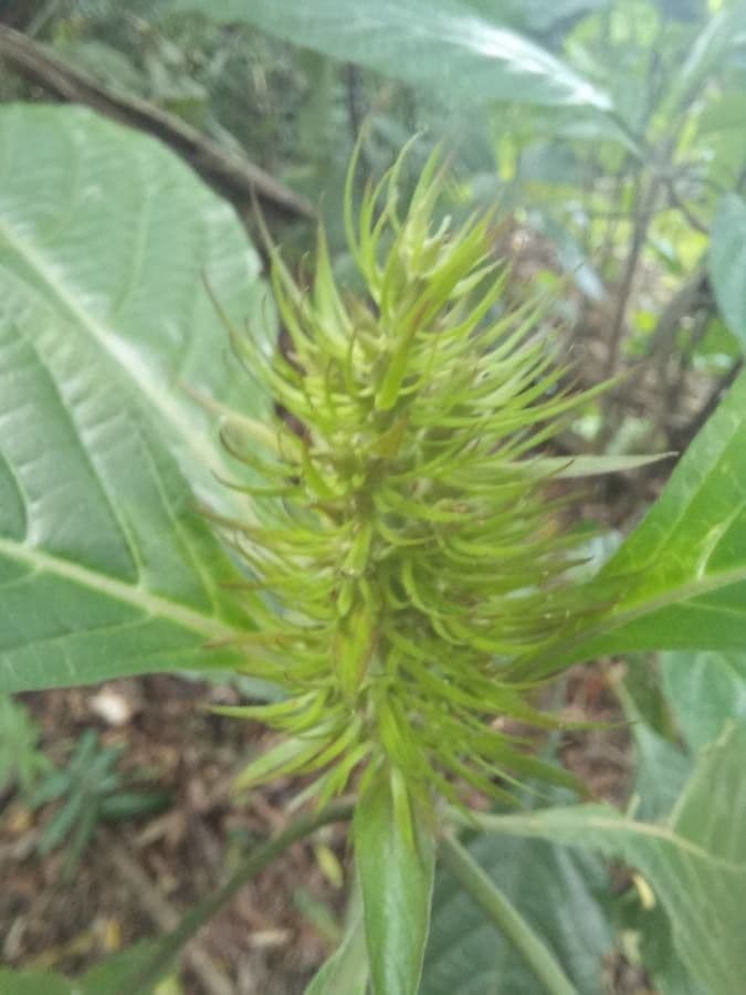 Justicia aurea