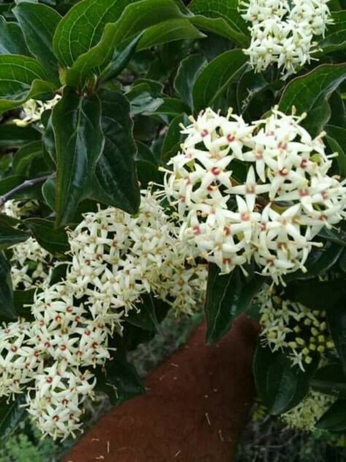 Cornus racemosa