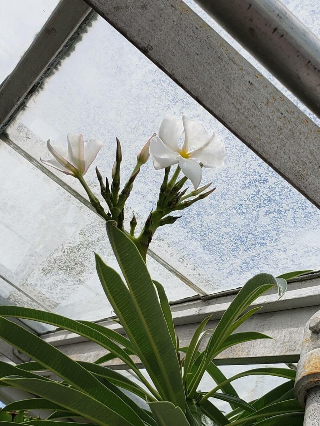 Pachypodium lamerei