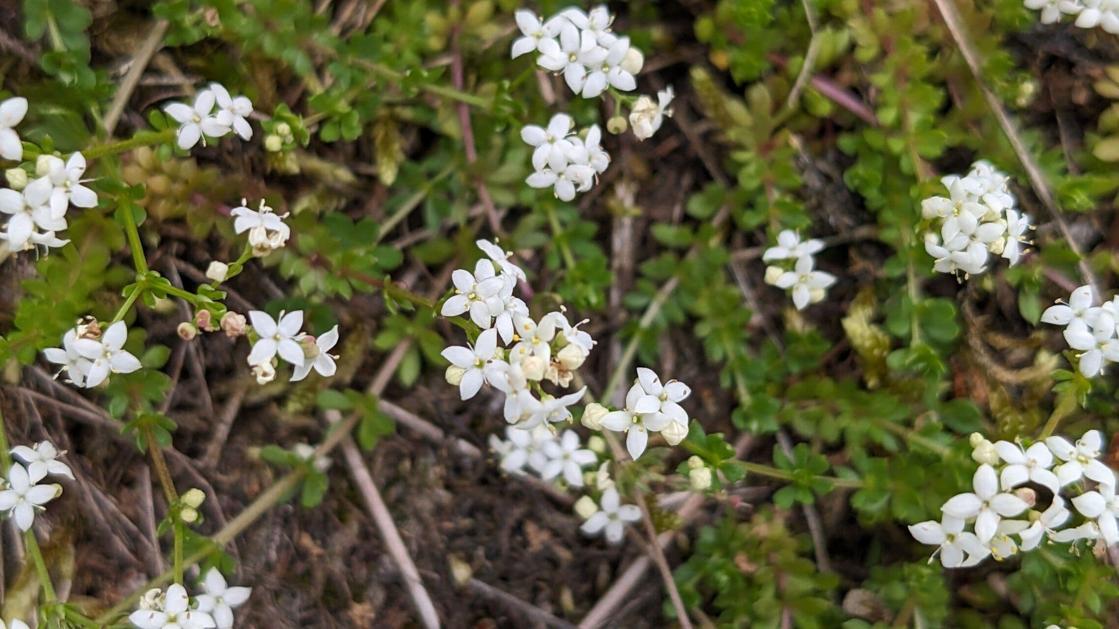 Galium saxatile