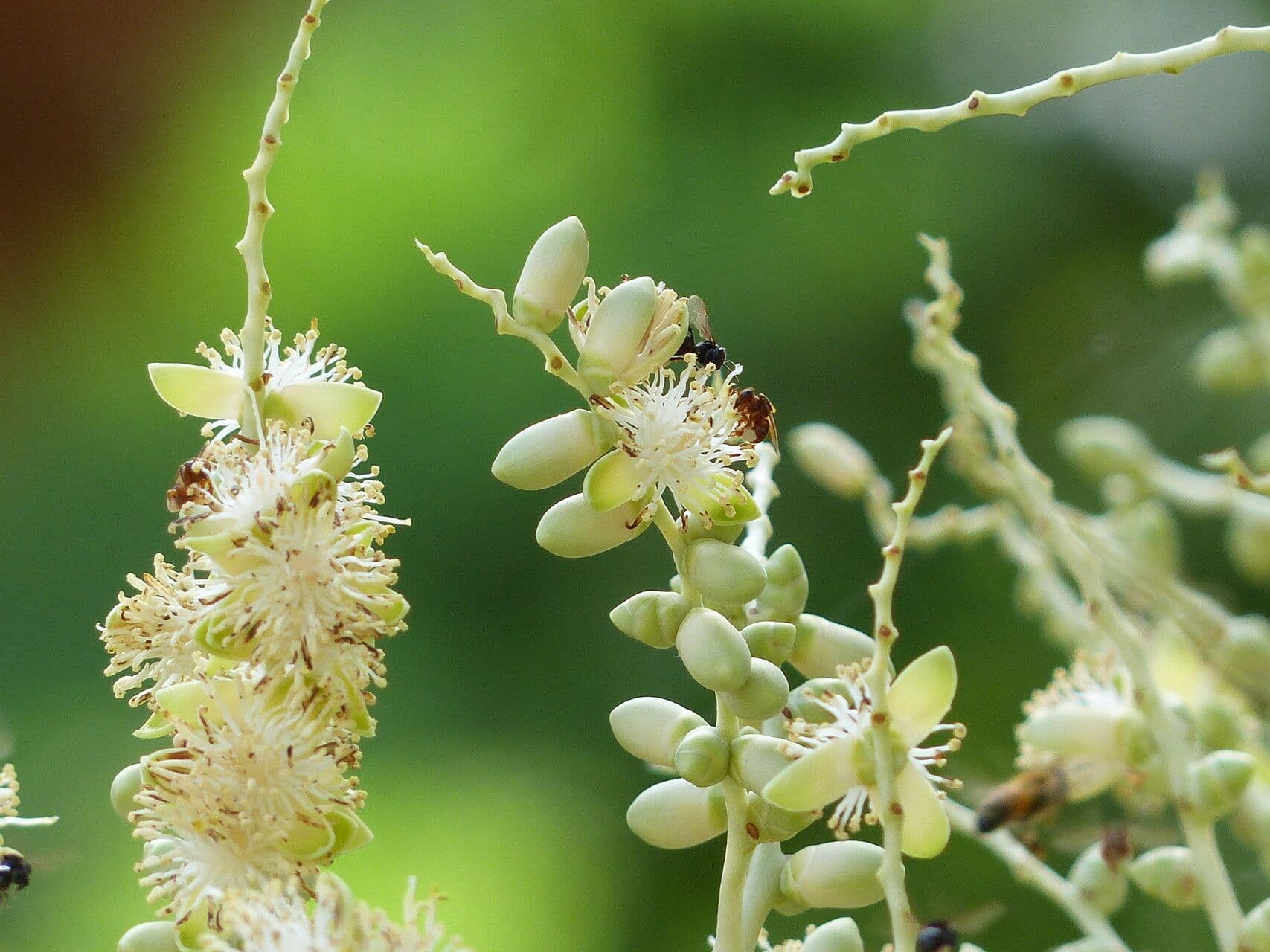 Adonidia merrillii