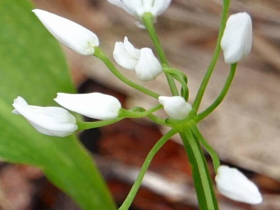 Allium ursinum