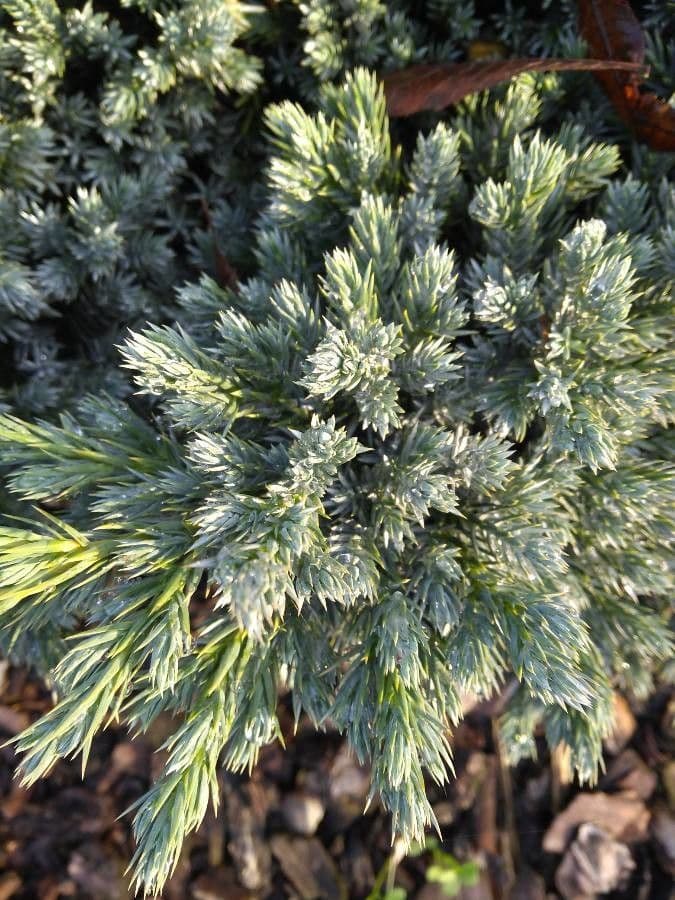 Juniperus squamata