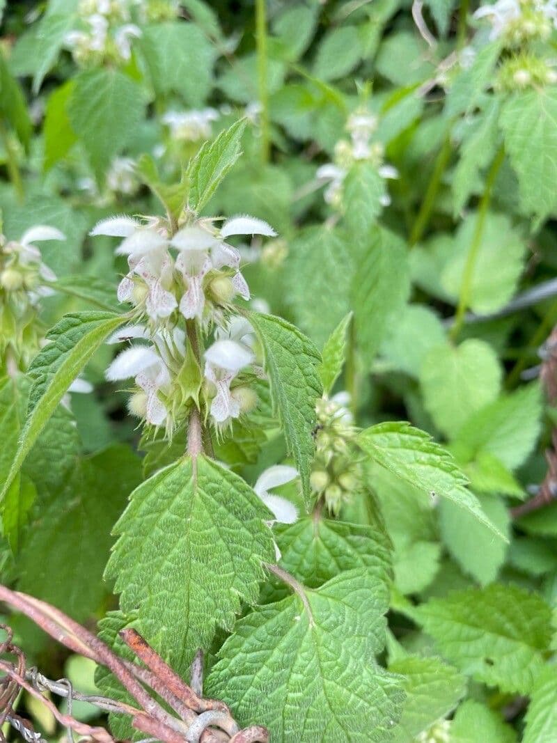 Lamium flexuosum