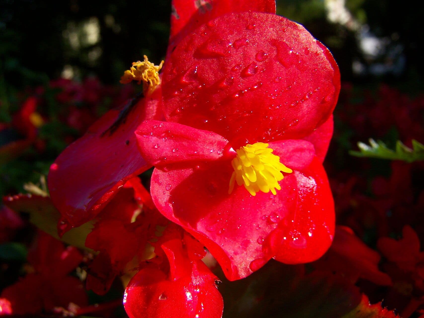 Begonia cucullata