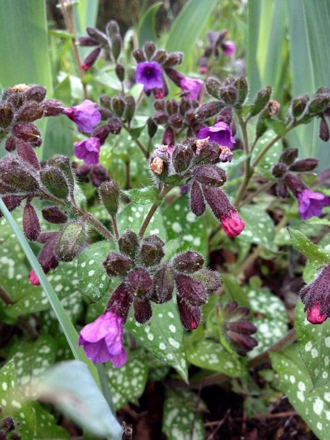 Pulmonaria affinis