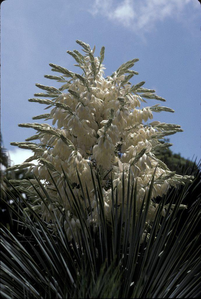 Yucca rostrata