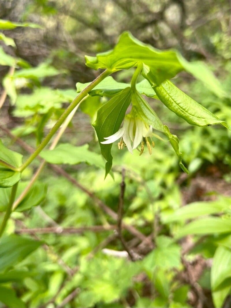 Prosartes hookeri