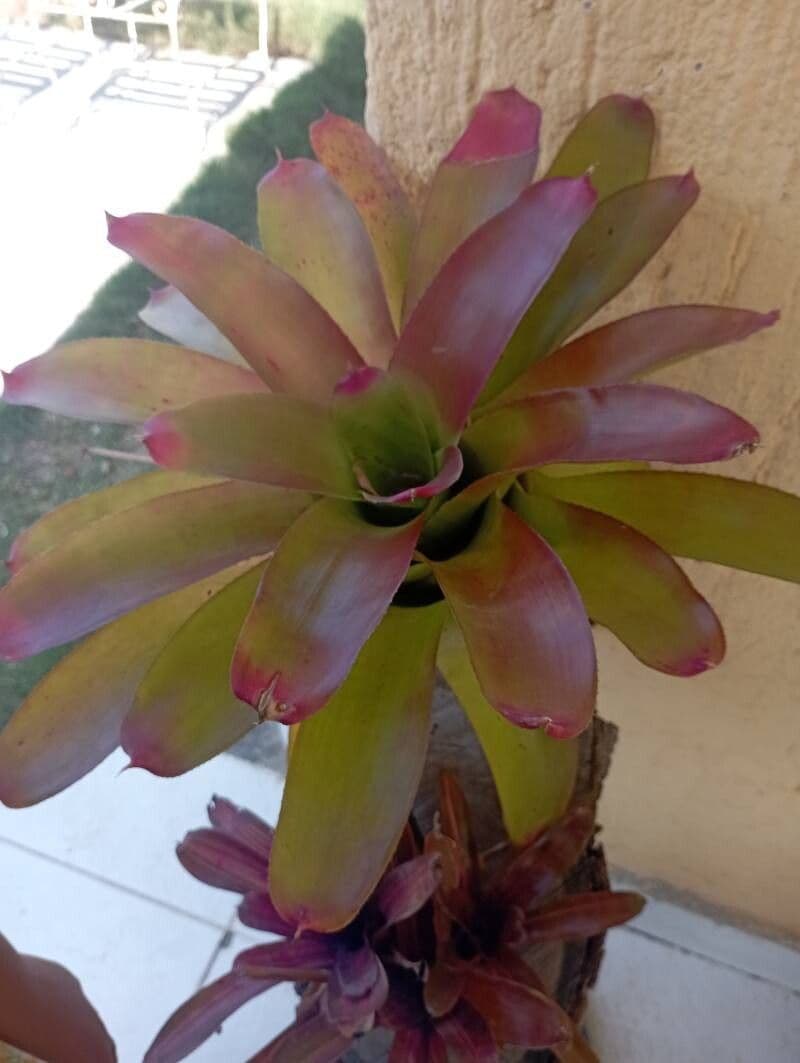 Neoregelia farinosa
