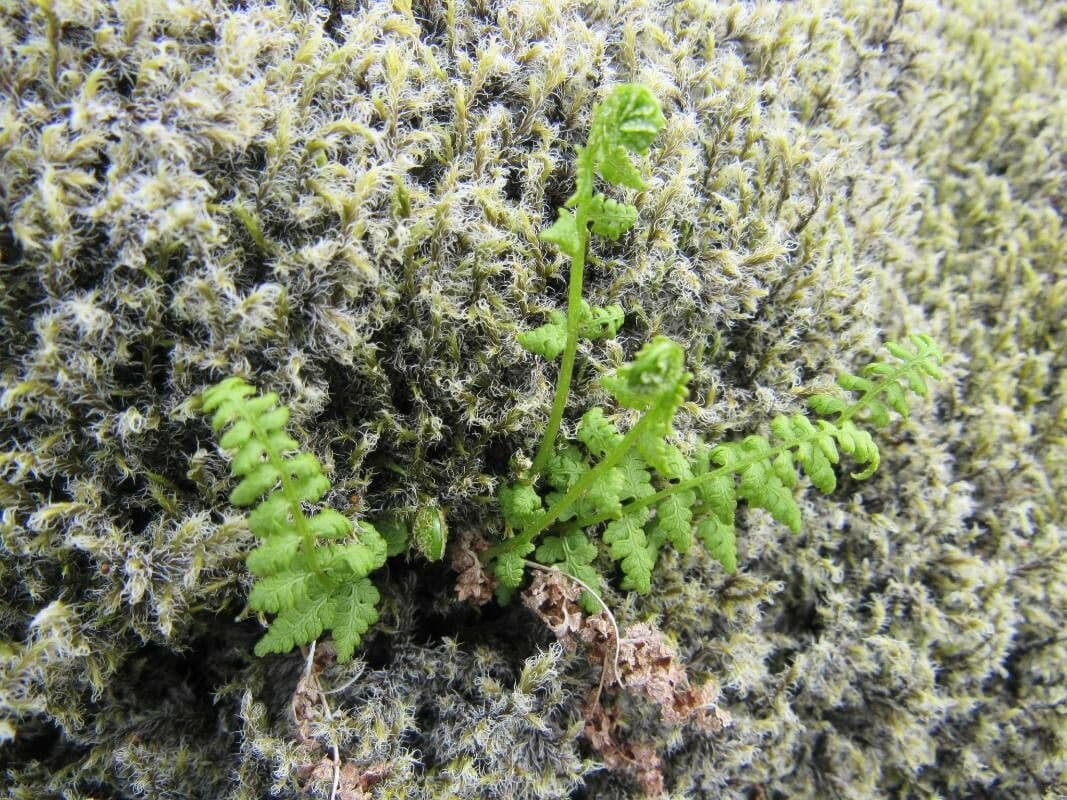 Woodsia alpina