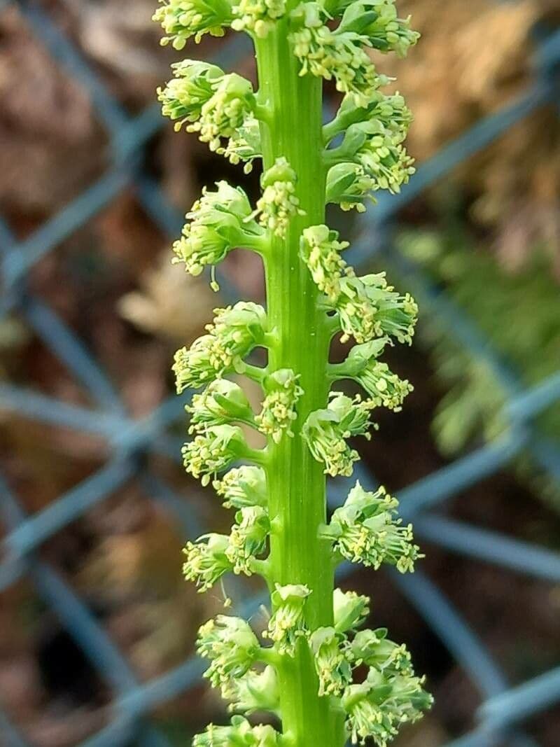 Reseda luteola