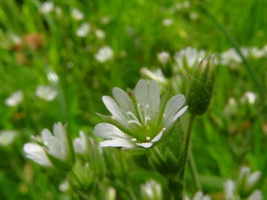 Cerastium fontanum