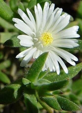 Delosperma echinatum