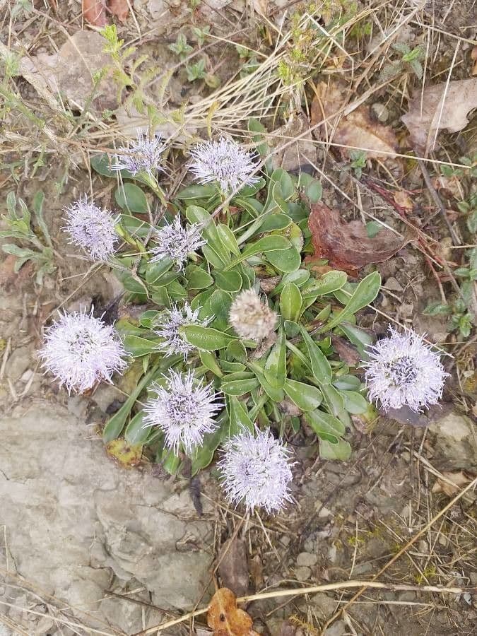 Globularia vulgaris
