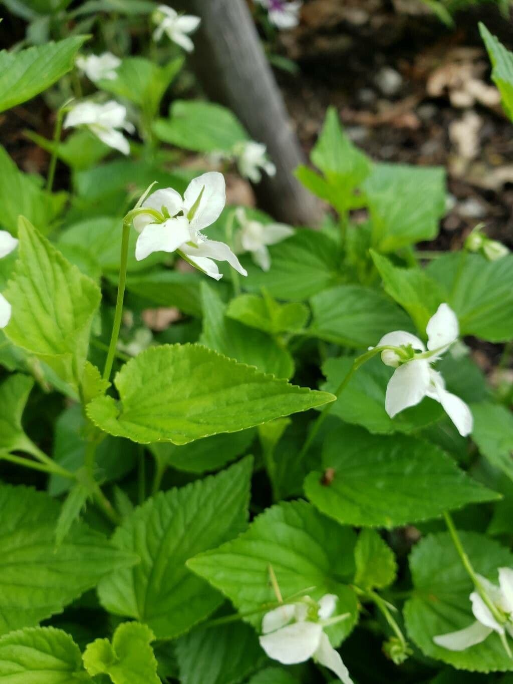 Viola striata