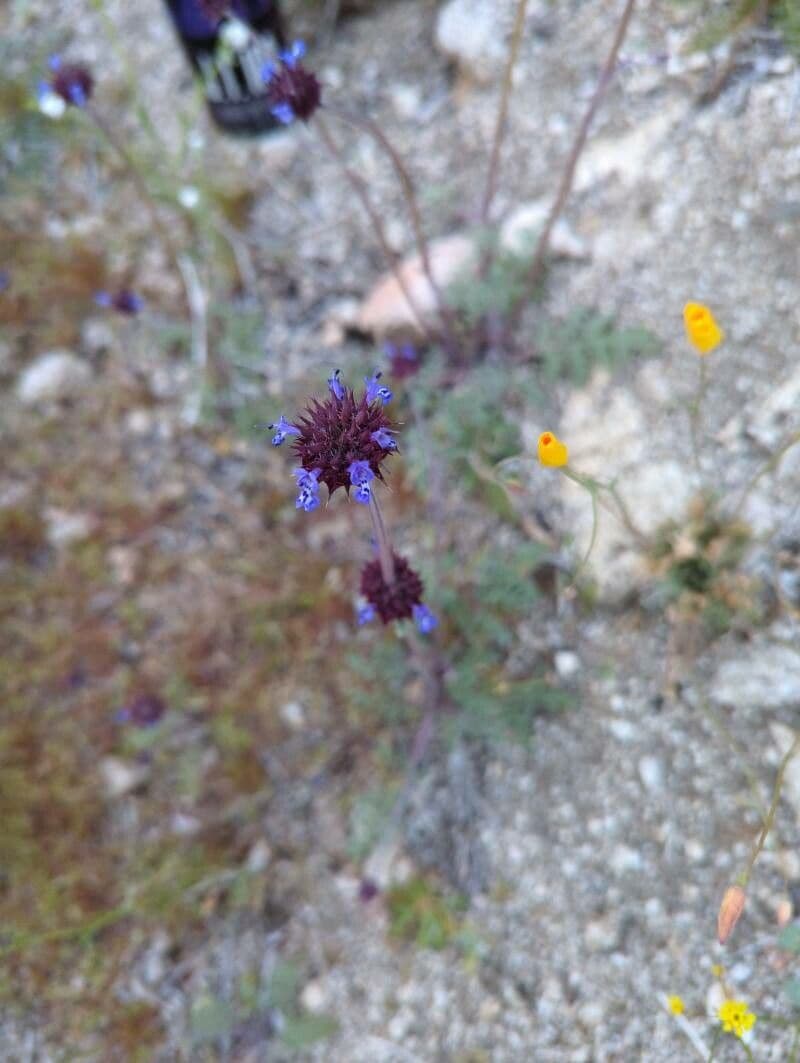 Salvia columbariae