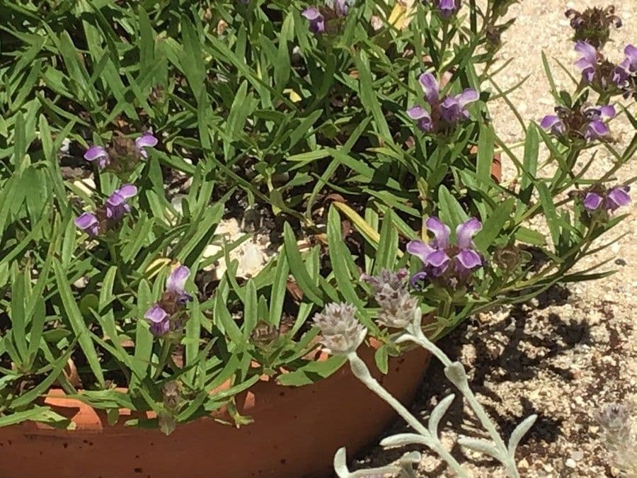 Prunella hyssopifolia