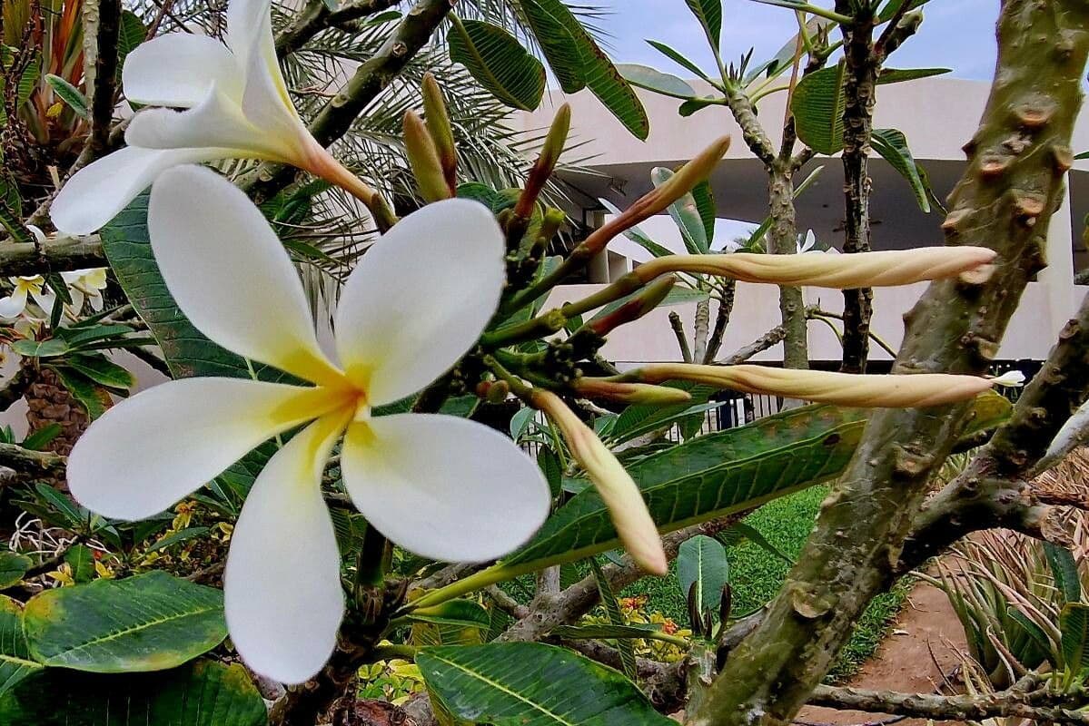 Plumeria obtusa